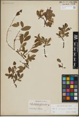 Foto von Salix herbacea L. x Salix waldsteiniana Willd.
